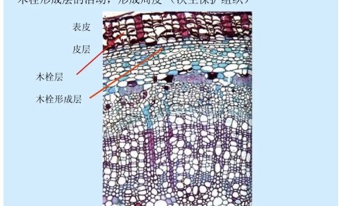 权威去疤痕最好的药是什么药平台,分享专业去疤痕的药哪种效果最好知识_祛疤痕的药有副作用吗网